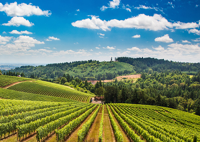 Wine Regions in the Americas